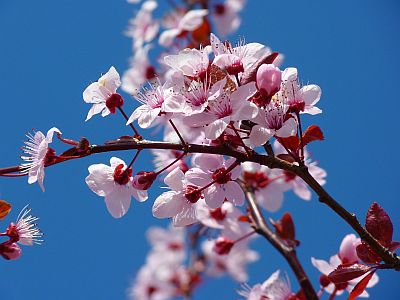 Kirschblüten am Baum im Frühling vor tiefblauem Himmel