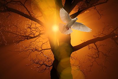 Sonnenlicht blinzelt durch die Äste undZweige eines Baumes, im Vordergrund schwebt eine weiße Taube mit weit ausgebreiteten Flügeln.